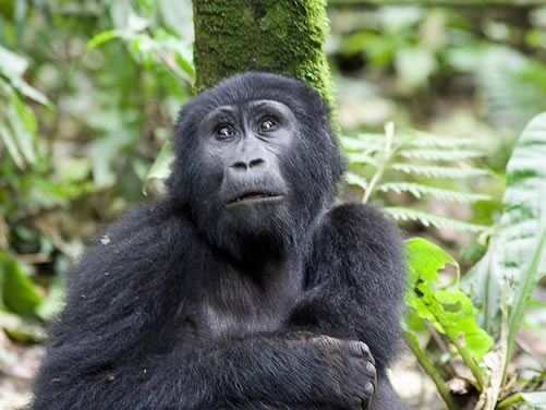 a Mountain gorilla