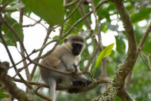 Touring Ssese Islands