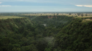 Tracking Chimpanzees in Kyambura Gorge