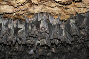 Bat caves in Maramagambo forest