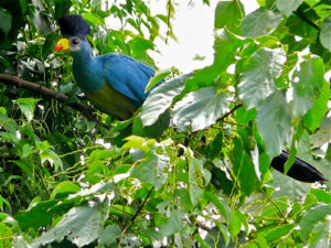 Birding in Bigodi swamp