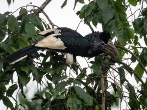 Birding in Mabira Forest