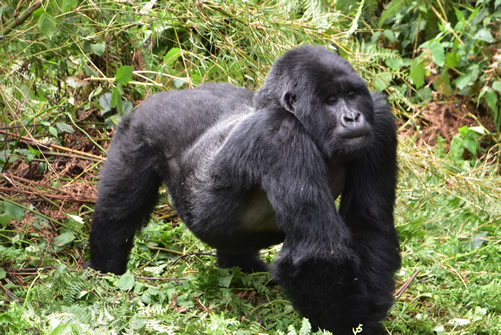 Cost of a gorilla permit