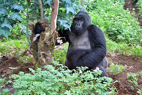 Gorilla permit in Uganda