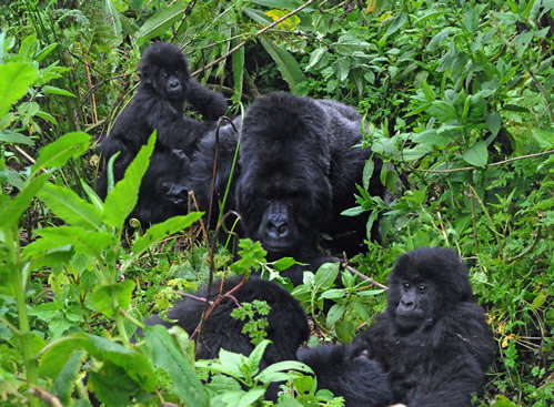 Gorilla permits in Rwanda