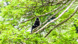 Monkeys in Mabira Central Forest Reserve 