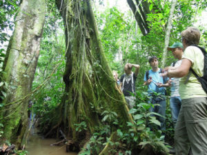 Mabira Central Forest Reserve in Uganda