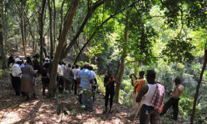 Maramagambo forest in Uganda