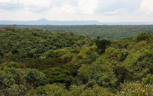 Maramagambo Forest Uganda
