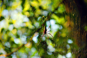 Visiting Mabira Forest