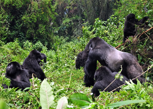 3 Days Gorilla Habituation Experience Safari in Bwindi