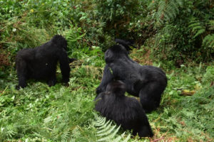 3 Days gorilla habituation experience in Uganda