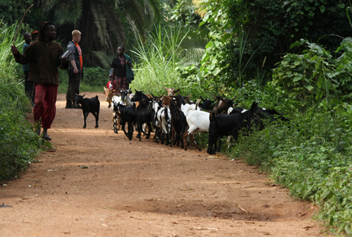 6 Days Uganda safari in Bwindi, Kibale and Murchison Falls