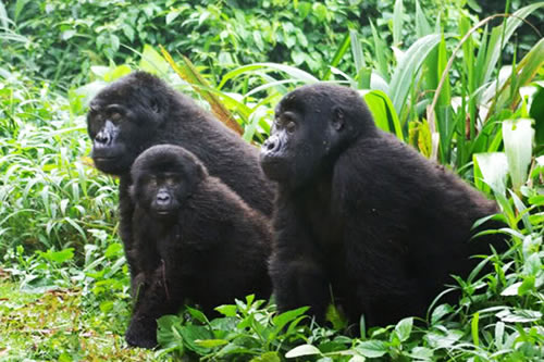6 Days Uganda safari in Kibale, Bwindi and Murchison Falls