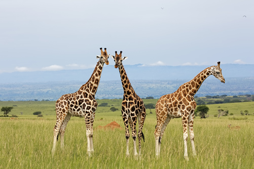 6 Days Uganda Wildlife Safari in Murchison Falls, Bwindi and Kibale National Park