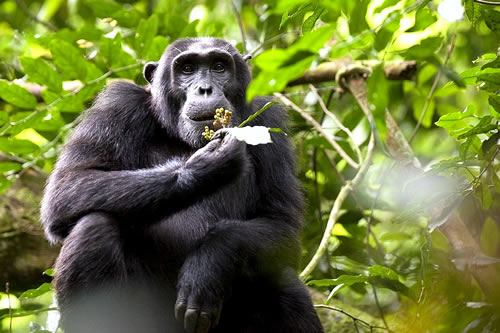 6 Days Uganda safari in Murchison Falls, Bwindi and Kibale