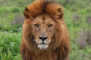 6 Days safari in Murchison Falls, Kibale and Bwindi National Park