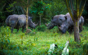 6 Days tour of Bwindi, Kibale and Murchison Falls National Park