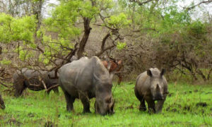 6 Days safari in Queen Elizabeth and Murchison Falls Uganda