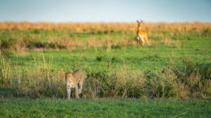 6 days Uganda safari in Murchison falls and Queen Elizabeth 