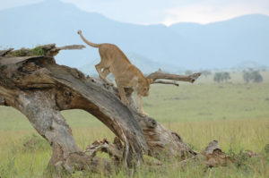 A safari in Murchison Falls and Kidepo National Park