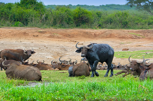 6 Days Queen Elizabeth and Murchison Falls safari