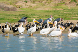 A safari in Queen Elizabeth and Murchison Falls national park