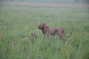 a tour of Kidepo and Murchison Falls National Park