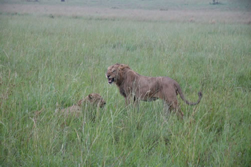 6 Days tour of Kidepo and Murchison Falls National Park