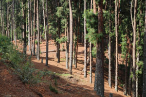 Activities in Gishwati Mukura National Park