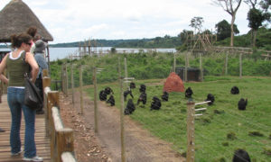 attractions in Entebbe