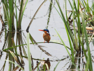 Bird watching tour in Rwanda