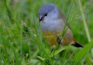 Birding areas in Rwanda