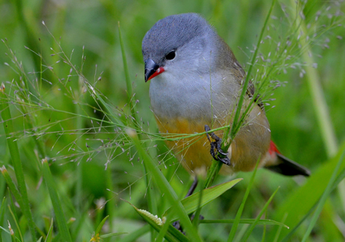 Birding areas in Rwanda
