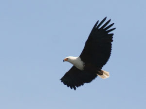 Birding safaris in Rwanda