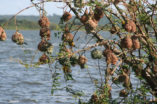 Birdwatching in Rwanda