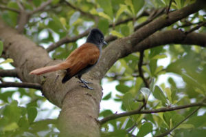 Birdwatching in Rwanda