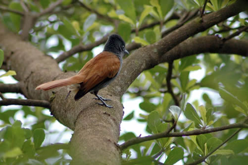 Birdwatching in Rwanda