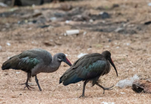 Birdwatching safaris in Rwanda