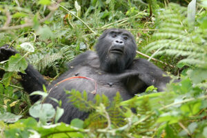 Female Mountain gorilla