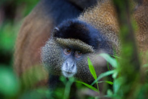 Gishwati Mukura National Park in Rwanda