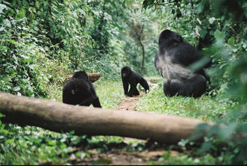 Information about Mountain Gorillas