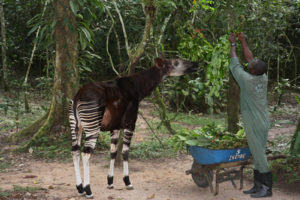 Okapi Conservation project in Congo