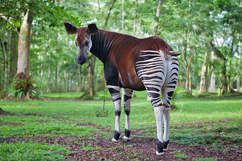 Okapi Wildlife Reserve in Congo