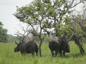 Safari in Budongo and Murchison Falls