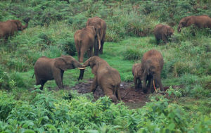 Safari in Okapi Wildlife Reserve