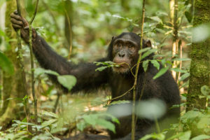 Things to do in Gishwati-Mukura National Park