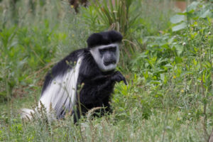 Tourist Attractions in Gishwati-Mukura National Park