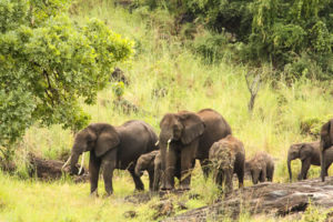 Visiting Kidepo and Murchison Falls National Park