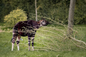 Visiting the Okapi Wildlife Reserve in Congo